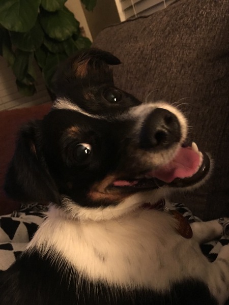 Cooper
