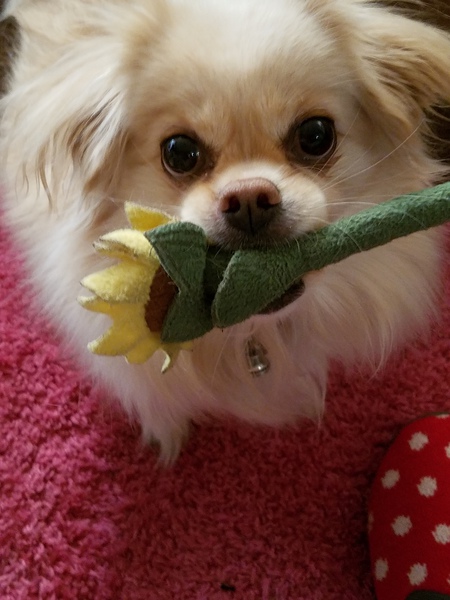 Rascal 