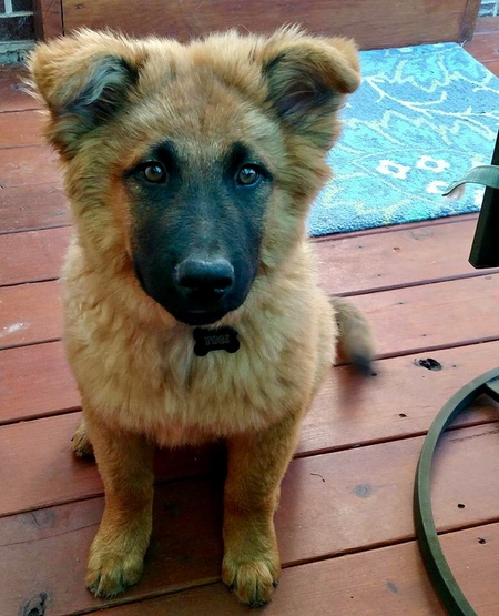 Yogi