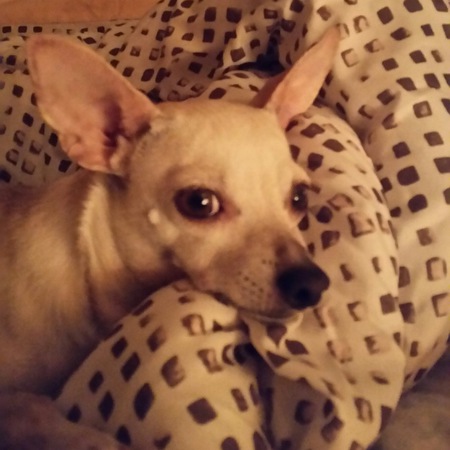 Chico