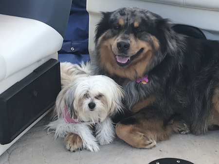 Holly-little dog and Lucy-big dog 
