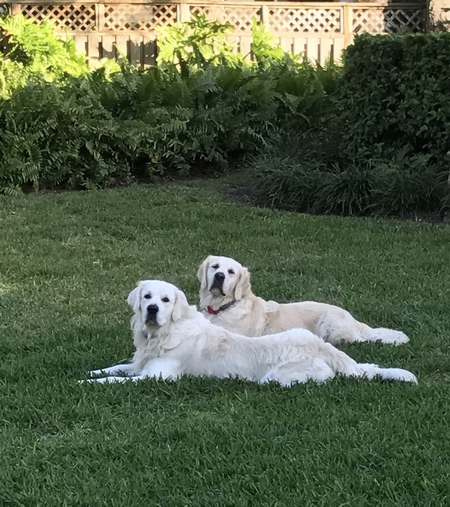 Finnegan and Henry