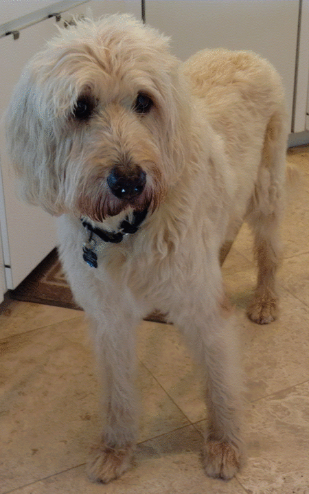 Sam Fowler 14 Year Old Labradoodle