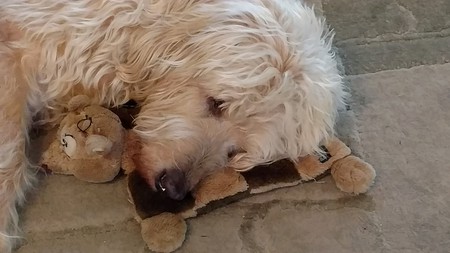 Sam Fowler and his Toy