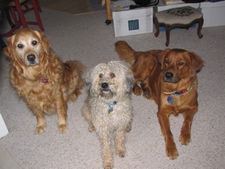 Molly, Noah and Parker