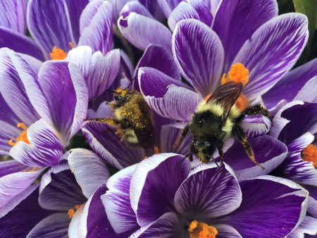 Bumble bees in crocuses