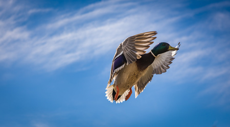 Mallard In Flight