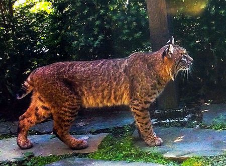 My Bobcat Open House Visitor in West Vancouver