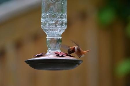 Rufous Hummingbird feeding