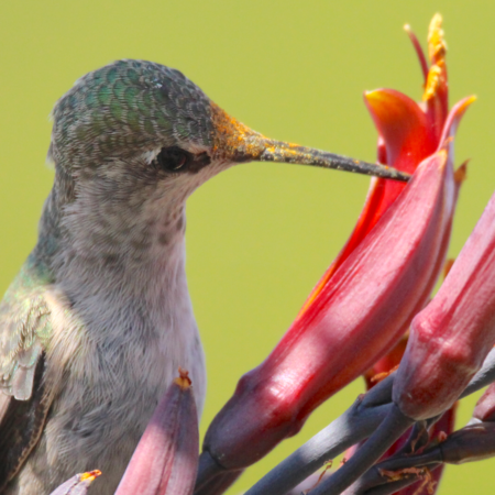 Hummingbird up close