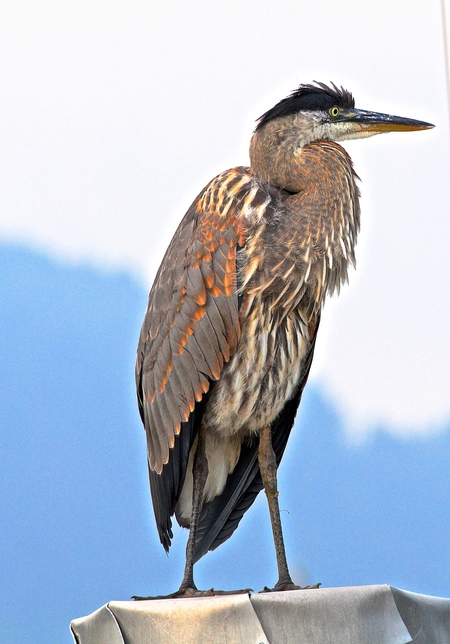 A Great Blue Heron