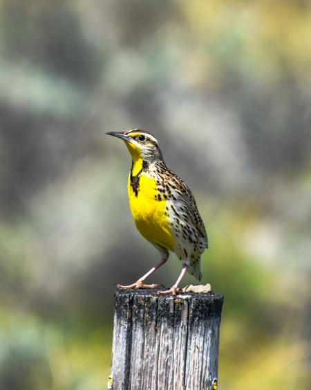 Western Meadowlark