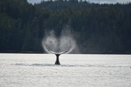 Humpback Tail