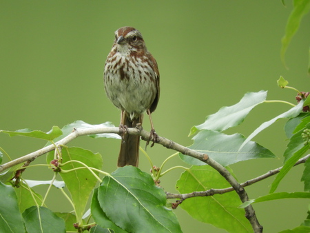 pretty bird 