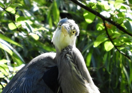 Goofy Heron