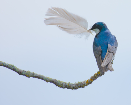 Tree Swallow 