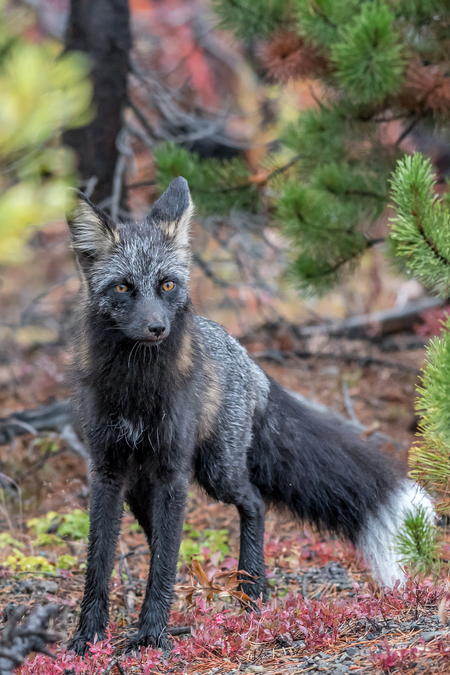Silver fox checking us out