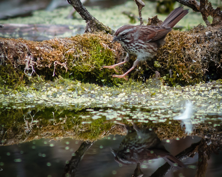 Song Sparrow Hawk Dive