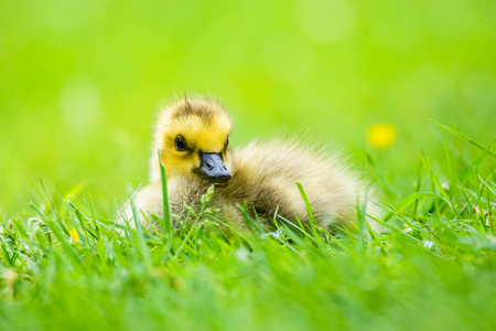 Relaxed Baby Canadian Goose