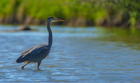 The Majestic Great Blue Heron