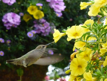 Breakfast in the Garden