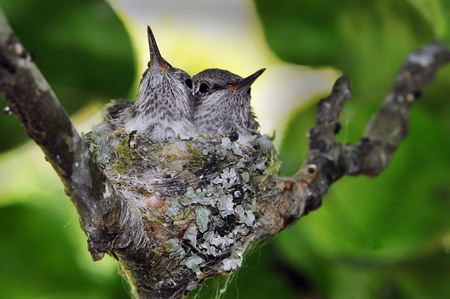 Hummingbird Babies