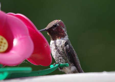 Hummingbird saying hello