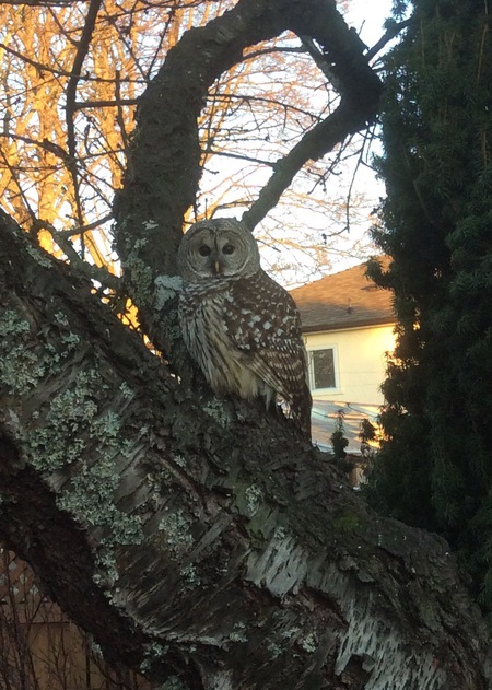 Barred Owl in the backyard