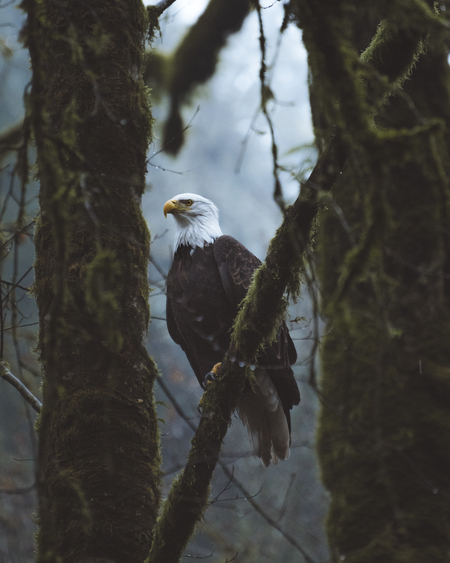 Bald Eagle Goldstream