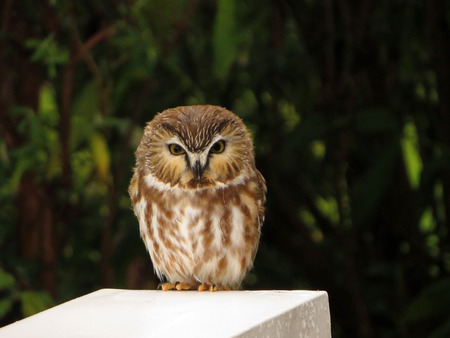 Tiny Visit from Tiny Owl