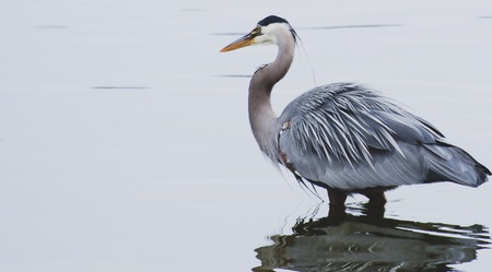 Fishing heron 