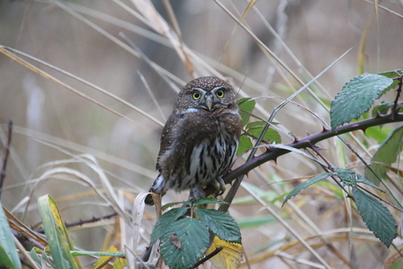 Pygmy Owl at December Dusk