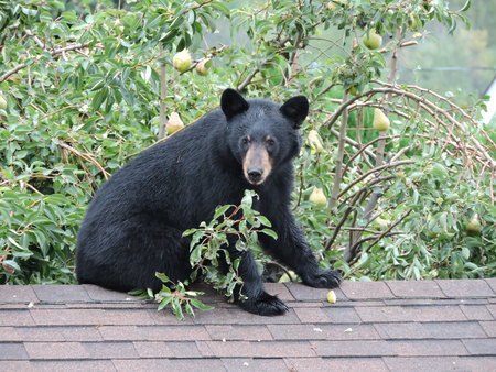 Black bear