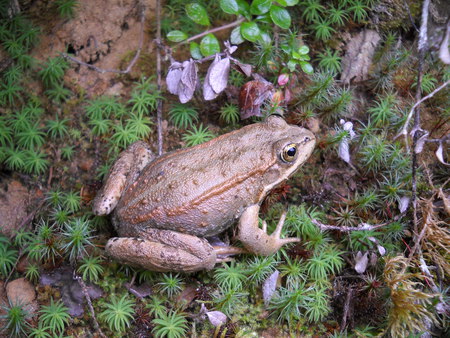 Mr. Toad