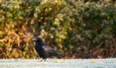 Frosted Crow