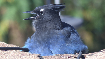 Stellar Jay Mom taking a rest