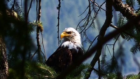 Bald Eagle, I see you