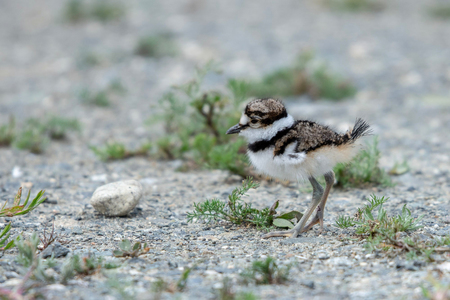 Baby Killdeer eyeing up a pebble