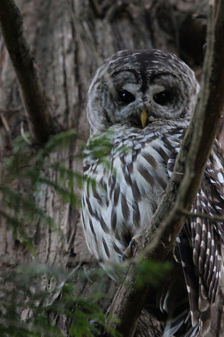 Barred Owl