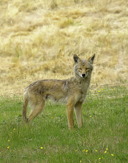 Coyote (female with pups)