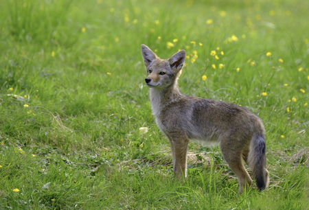 Coyote pup