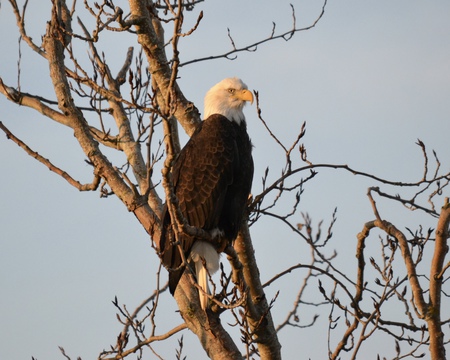 Bald Eagle 