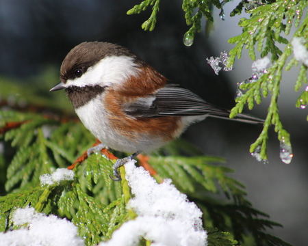 Chestnut-backed Chickadee Snow Day