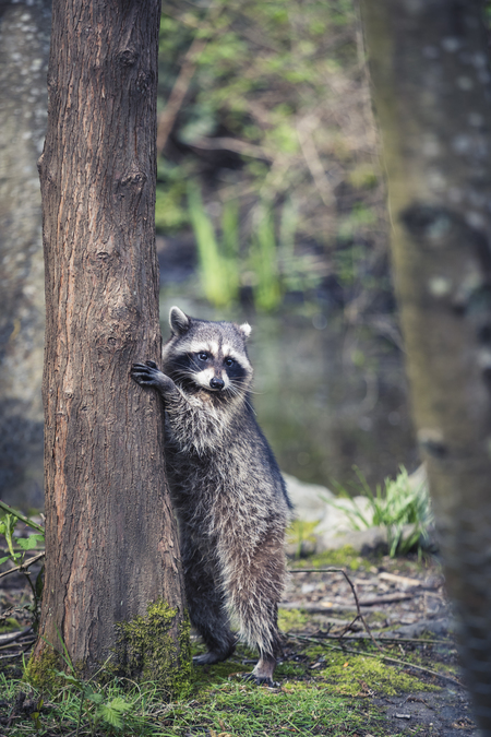 Tree Hugger