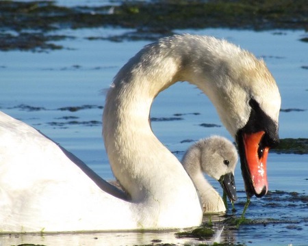 Swan with Cygnet