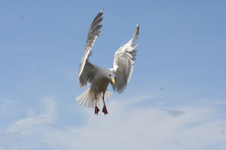 Conducting the landing.