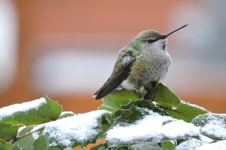 Anna's Hummingbird in the backyard in winter