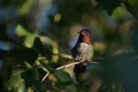 Hummingbird in a Tree