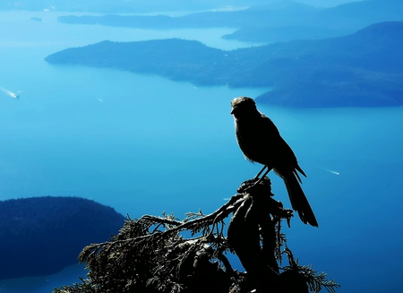 A Freedom Bird of St. Mark's Summit