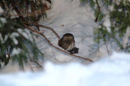 Northern Pygmy Owl feasting
